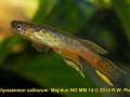 Aphyosemion calliurum  Majidun NG MM 14