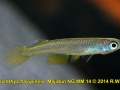 Foerschichthys flavipinnis  Majidun  NG MM 14