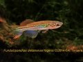 Fun-deltanense-wild-Nigeria-CI-14-web labelsneka
