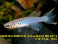 Fundulopanchax deltanense  Bolouangiama  NG MM 14