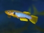 Fish Pictures