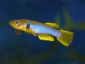 Aphyosemion  ocellatum