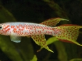 Aphyosemion sp Lobaye male