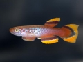 Aphyosemion_celiae_celiae_BOS2010