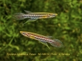 Epip-bifascia-wild-label-clubs