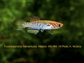 F-filamentosus-Nigeria-2014-label-clubs