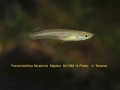 Fors-flavipinnis-NG MM 14 label clubs