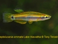 L-ommata-Hiawatha-Lake-2011-SNEKA