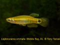 Ter_Lept_ommata_mobile-bay-AL-SNEKA